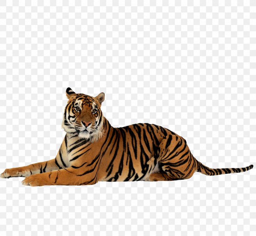 Tiger Clip Art, PNG, 1300x1200px, Tiger, Big Cats, Carnivoran, Cat Like Mammal, Fauna Download Free