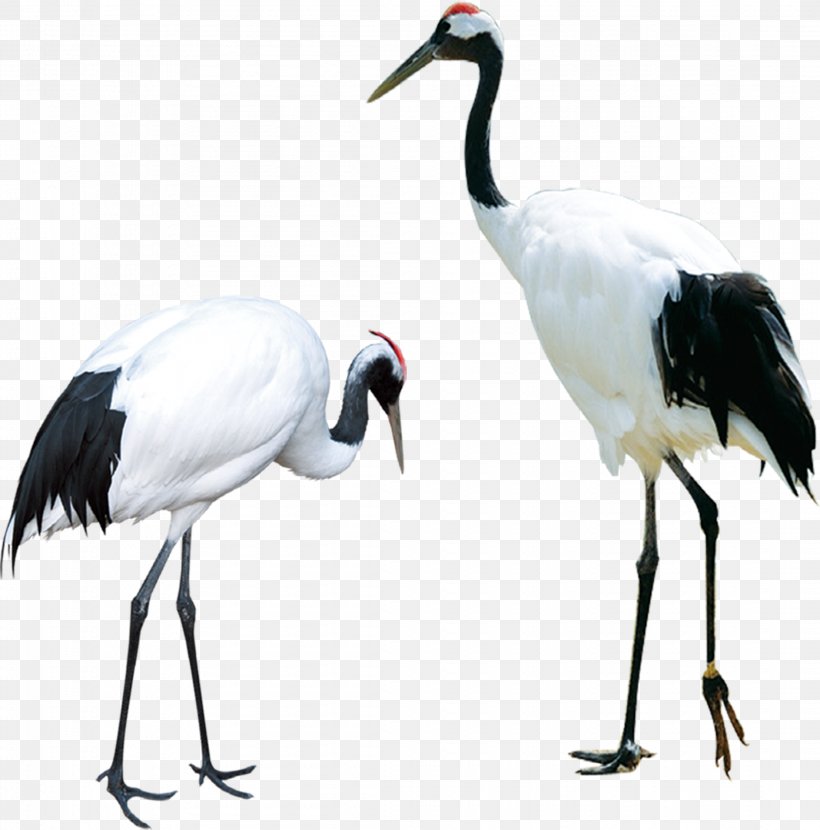 Two Red-crowned Cranes, PNG, 2213x2241px, Crane, Beak, Bird, Ciconiiformes, Computer Network Download Free