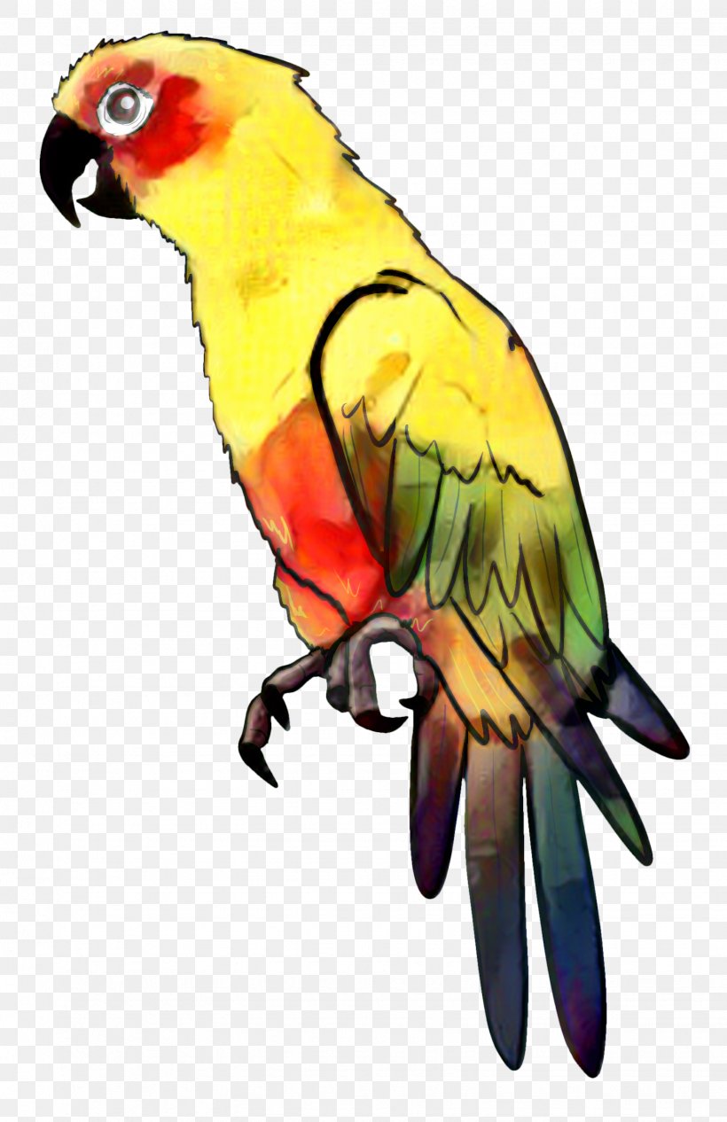 Parrot Bird Drawing Parakeet Clip Art, PNG, 1533x2368px, Parrot, Animal, Beak, Bird, Budgerigar Download Free