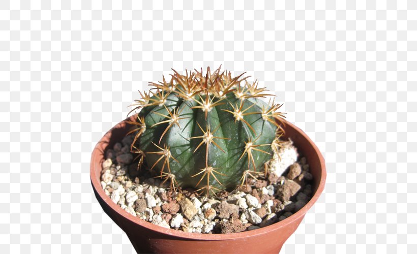San Pedro Cactus Prickly Pear Flowerpot Strawberry Hedgehog Cactus Cactaceae, PNG, 500x500px, San Pedro Cactus, Cactaceae, Cactus, Caryophyllales, Flowering Plant Download Free