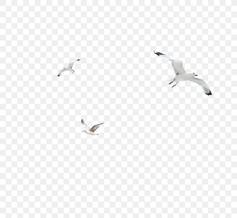 Bird Black And White Angle, PNG, 756x756px, Black And White, Bird, Brand, Common Gull, Drawing Download Free