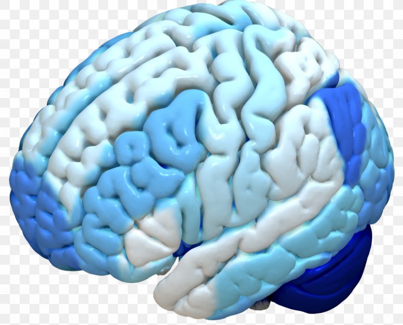 Human Brain Cerebral Cortex Brodmann Area FreeSurfer, PNG, 845x684px, Watercolor, Cartoon, Flower, Frame, Heart Download Free