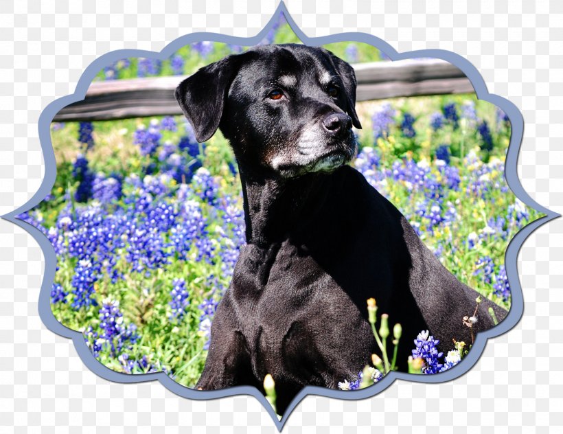 Labrador Retriever Puppy Dog Breed Sporting Group, PNG, 1600x1234px, Labrador Retriever, Breed, Carnivoran, Crossbreed, Dog Download Free