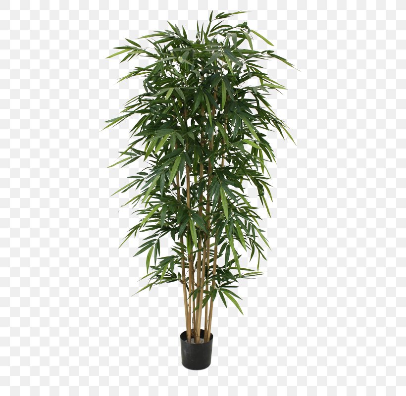 Palm Trees Weeping Fig Bonsai Dwarf Umbrella Tree, PNG, 800x800px, Palm Trees, Areca Palm, Arecales, Bamboo, Bonsai Download Free