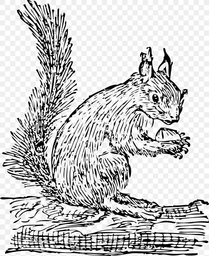 Squirrel Clip Art, PNG, 1960x2400px, Squirrel, Art, Black And White, Carnivoran, Cat Download Free