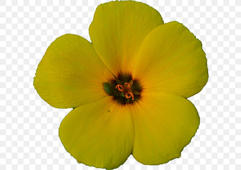 Hibiscus Annual Plant Herbaceous Plant Violet Family, PNG, 600x579px, Hibiscus, Annual Plant, Family, Flower, Flowering Plant Download Free