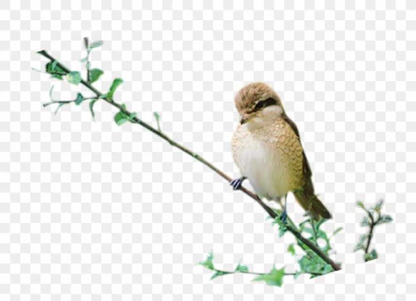 House Sparrow Bird Clip Art, PNG, 1044x757px, House Sparrow, Beak, Bird, Bird Nest, Branch Download Free