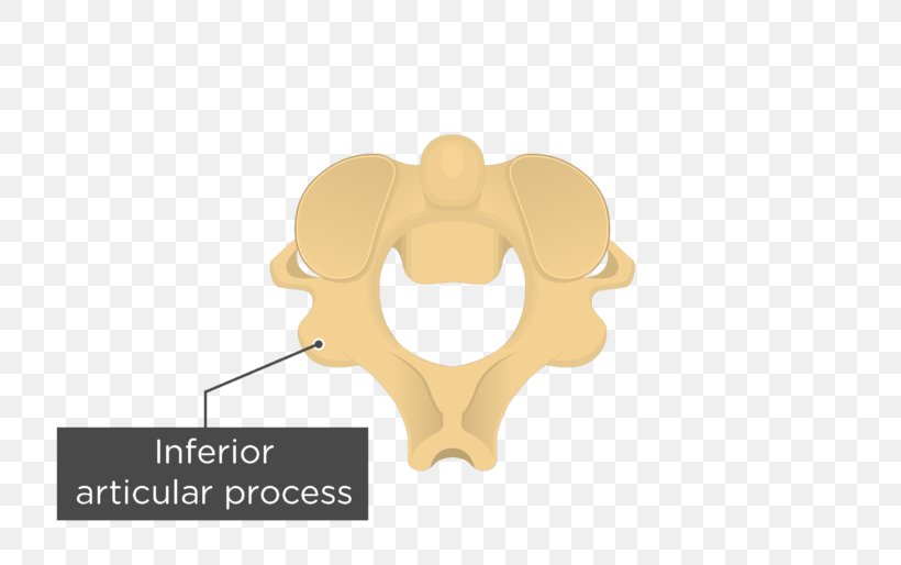 Articular Processes Axis Vertebral Column Anatomy, PNG, 770x514px, Articular Processes, Anatomy, Atlas, Axis, Bone Download Free