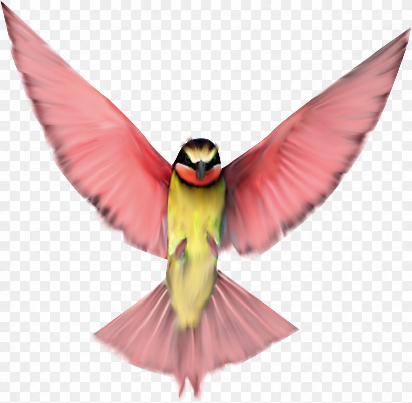 Bird Flight Clip Art, PNG, 1800x1762px, Bird, Beak, Computer Font, Fauna, Flight Download Free
