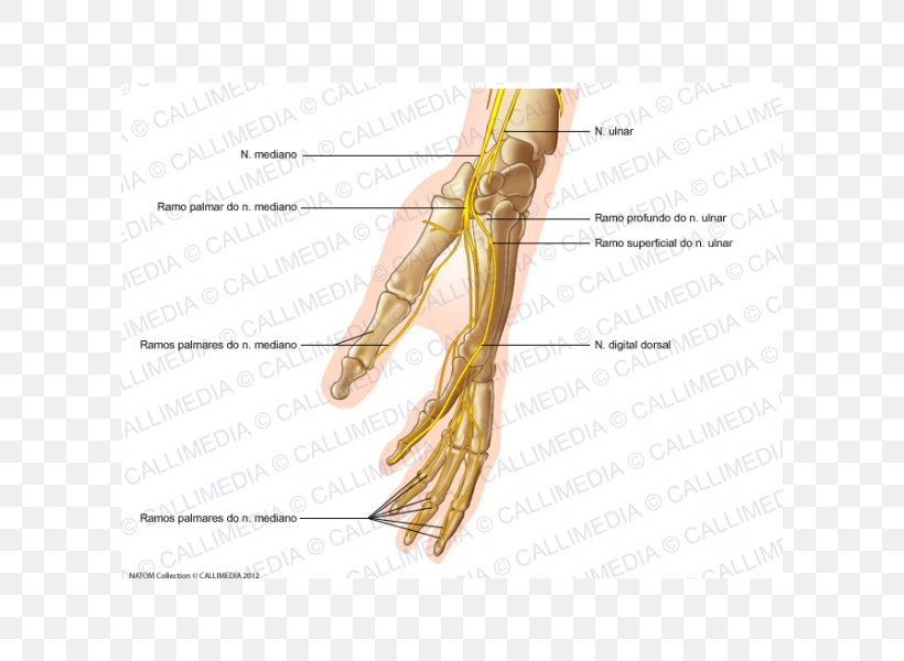 Finger Grasses Ear Jaw Nerve, PNG, 600x600px, Watercolor, Cartoon, Flower, Frame, Heart Download Free