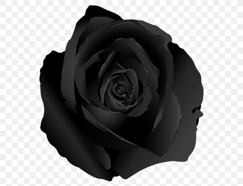 Garden Roses Curtain Black Rose White, PNG, 600x627px, Garden Roses, Black, Black And White, Black Rose, Curtain Download Free