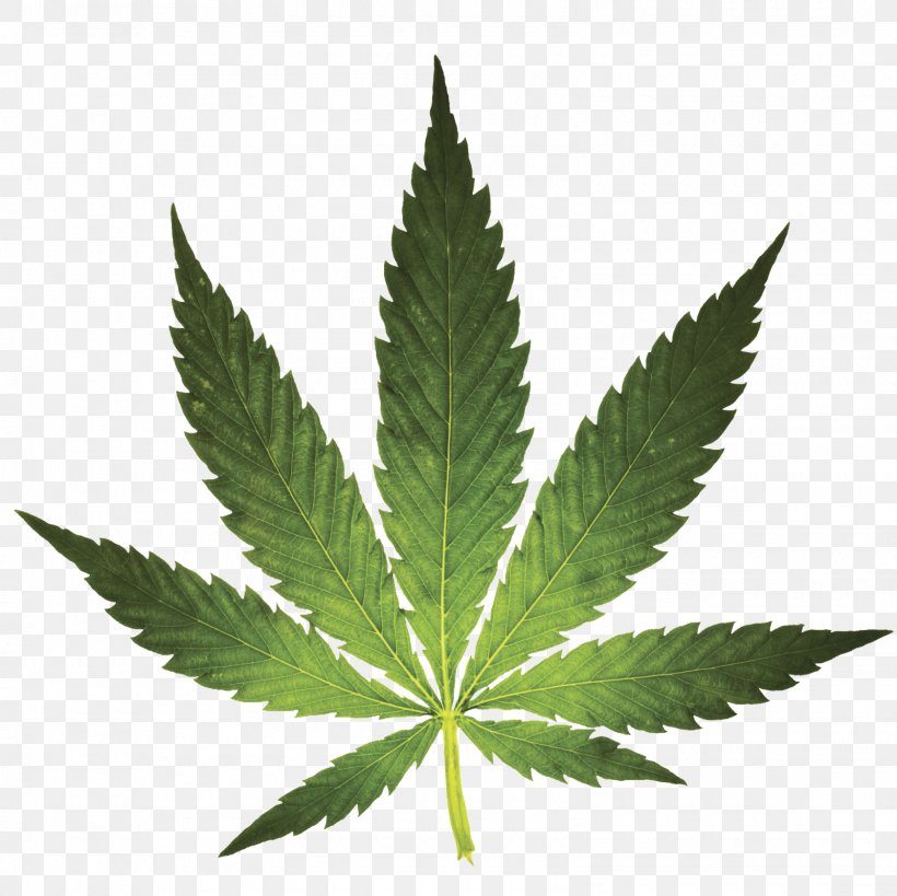 Medical Cannabis Marijuana Cannabis Sativa Cannabis Smoking, PNG, 1600x1600px, Cannabis, Cannabis In Michigan, Cannabis Ruderalis, Cannabis Sativa, Cannabis Smoking Download Free