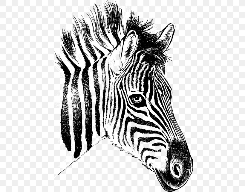 Quagga Zebra Drawing Clip Art, PNG, 475x641px, Quagga, Black And White, Close Up, Drawing, Face Download Free