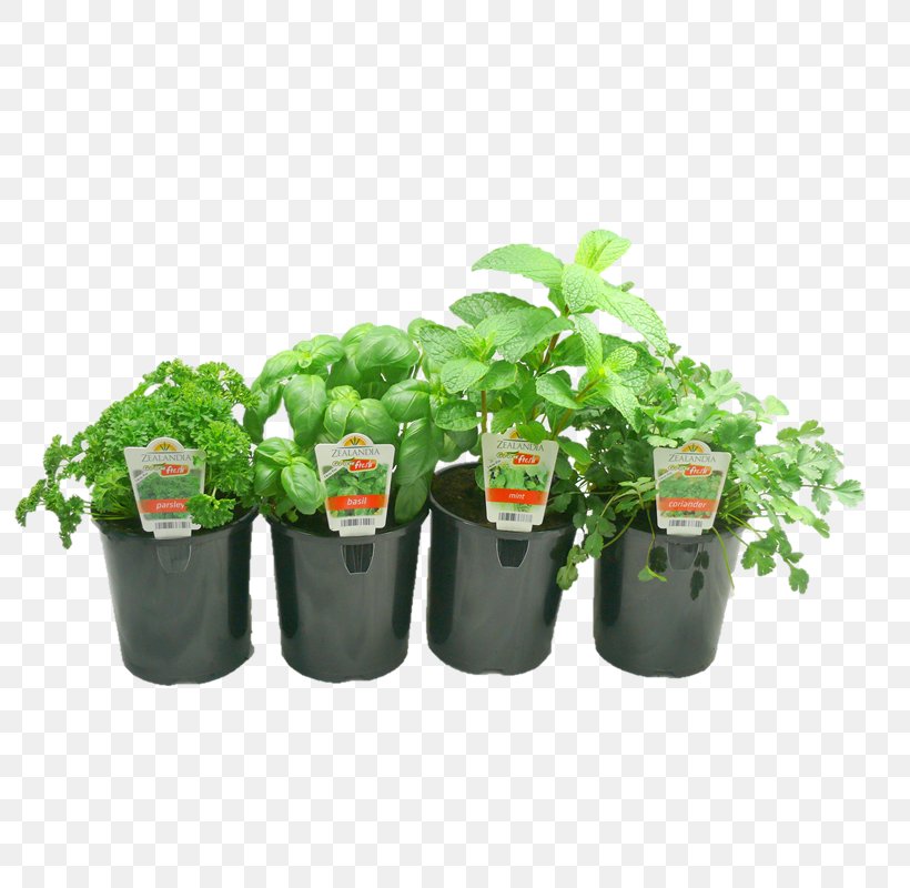 Herb Flowerpot Plastic, PNG, 800x800px, Herb, Flowerpot, Plant, Plastic Download Free