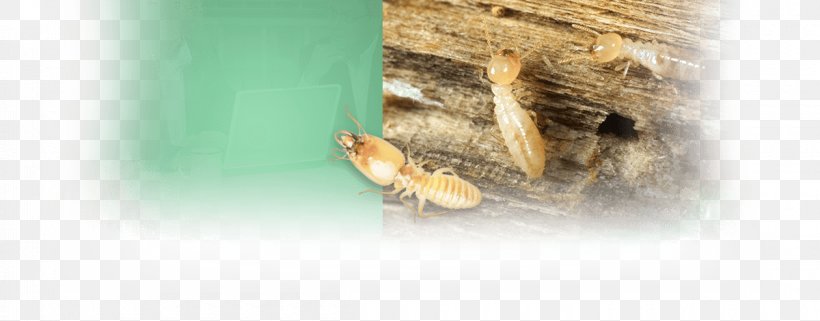 Insect Pest, PNG, 1200x470px, Insect, Invertebrate, Membrane Winged Insect, Pest Download Free