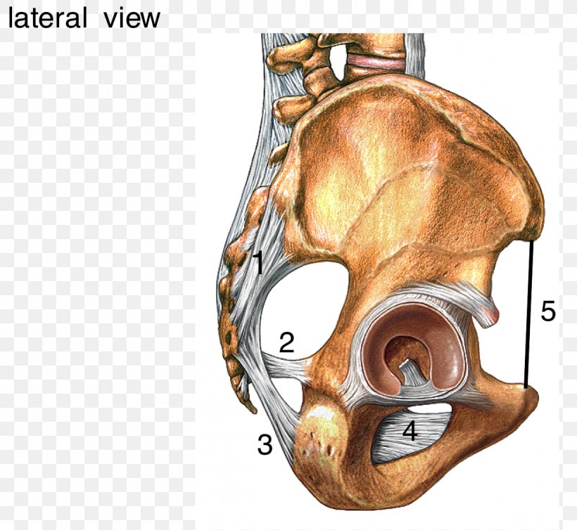 Radiate Ligament Of Head Of Rib Sacrum Human Skeleton, PNG, 1151x1059px, Sacrum, Anatomy, Bone, Cartilage, Coccygeus Muscle Download Free