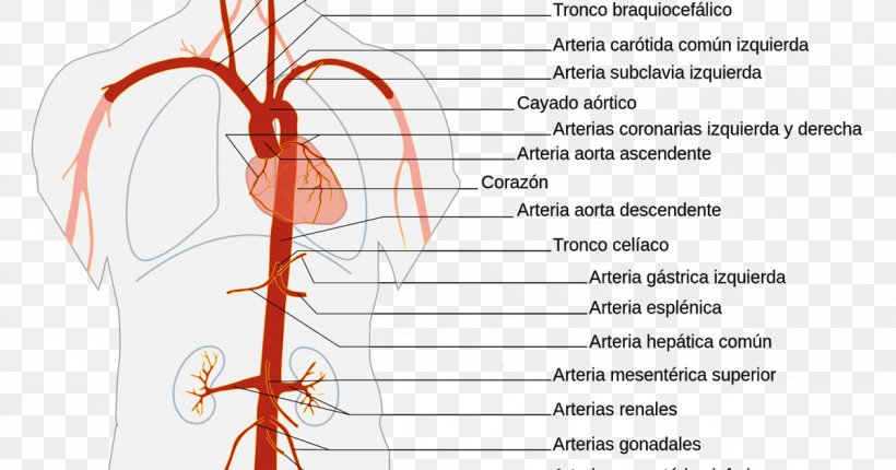 The Aorta Artery Anatomy Abdominal Aorta, PNG, 1200x630px, Watercolor, Cartoon, Flower, Frame, Heart Download Free