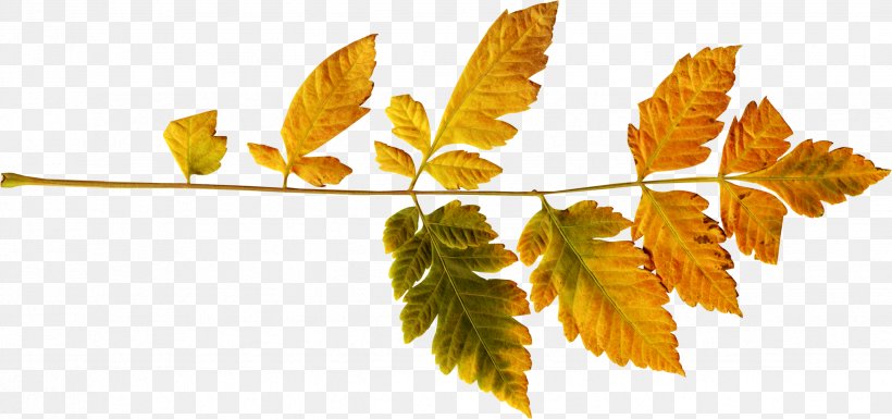 Autumn Leaf Color Autumn Leaf Color, PNG, 2472x1161px, Autumn, Autumn Leaf Color, Branch, Color, Green Download Free