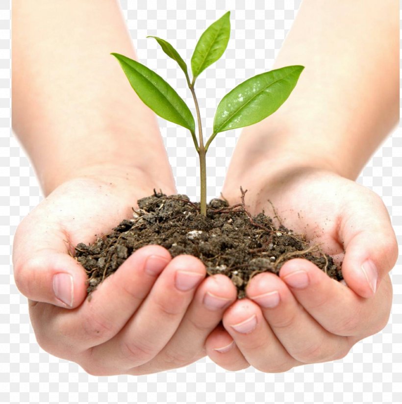 Castlecrag Montessori School Plant Advertising Stock Photography, PNG, 1461x1469px, Plant, Advertising, Conservation, Crop, Crop Protection Download Free