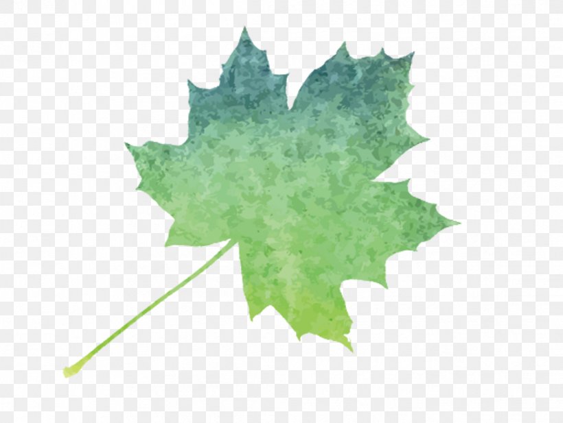 Maple Leaf Watercolor Painting Image Vector Graphics, PNG, 1147x864px, Maple Leaf, Black Maple, Color, Flower, Flowering Plant Download Free