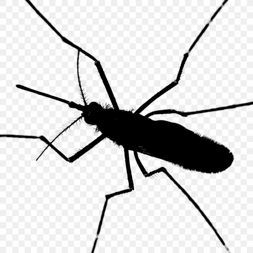 Mosquito Insect Black & White, PNG, 1900x1900px, Mosquito, Arthropod, Black White M, Blackandwhite, Fly Download Free