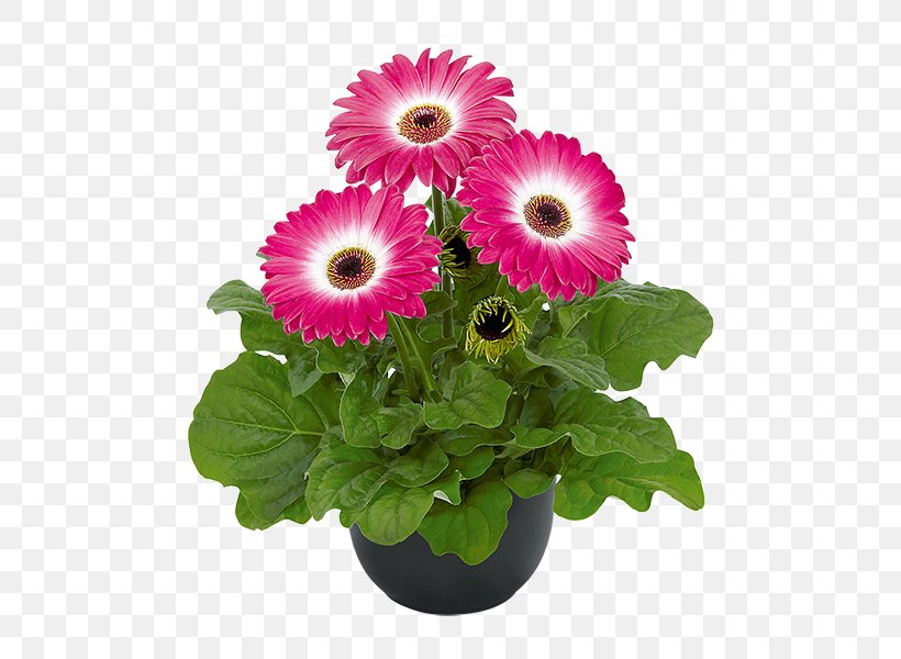 Transvaal Daisy Cut Flowers Floristry Floral Design, PNG, 600x600px, Transvaal Daisy, Annual Plant, Cut Flowers, Daisy, Daisy Family Download Free