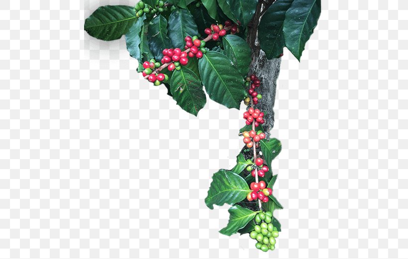 Aquifoliales Five-flavor Berry Barry M Leaf Branching, PNG, 481x521px, Aquifoliales, Barry M, Berry, Branching, Currant Download Free