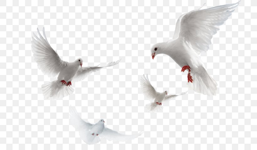 Columbidae Domestic Pigeon Clip Art Psd, PNG, 718x480px, Columbidae, Beak, Bird, Data Compression, Domestic Pigeon Download Free