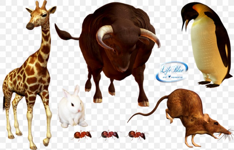 DeviantArt Giraffe Artist Cattle, PNG, 1024x656px, Deviantart, Animal, Art, Artist, Cattle Download Free