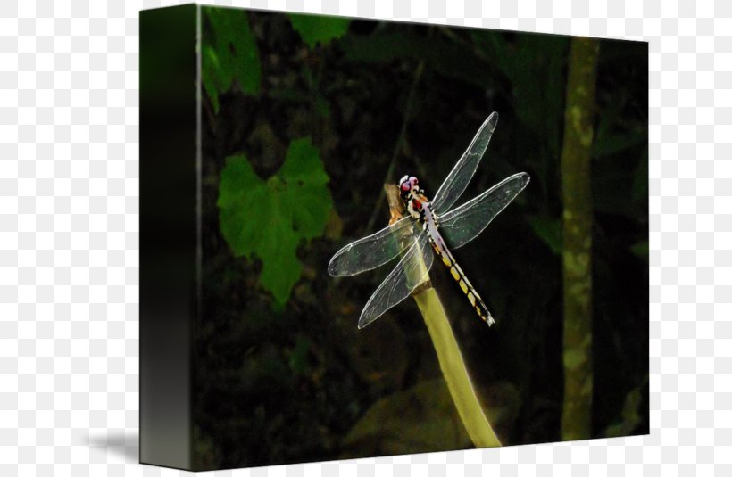 Dragonfly, PNG, 650x535px, Dragonfly, Dragonflies And Damseflies, Insect, Invertebrate, Wing Download Free