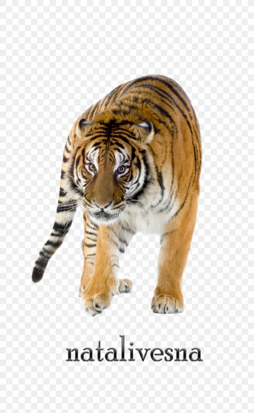 Felidae Bengal Tiger Siberian Tiger Stock.xchng Stock Photography, PNG, 1023x1662px, Felidae, Bengal Tiger, Big Cat, Big Cats, Carnivoran Download Free