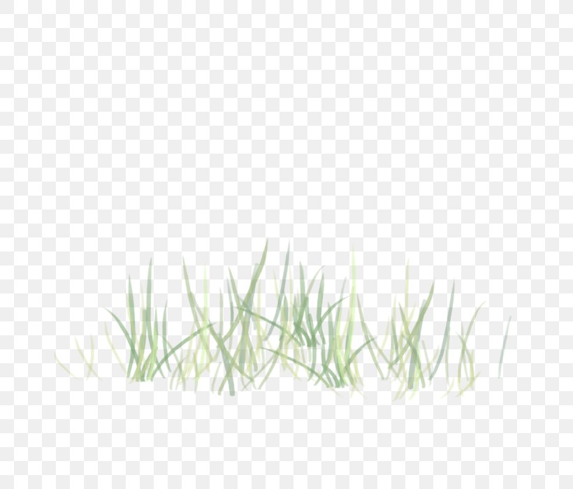 Grass Green Plant Grass Family, PNG, 700x700px, Grass, Grass Family, Green, Plant Download Free