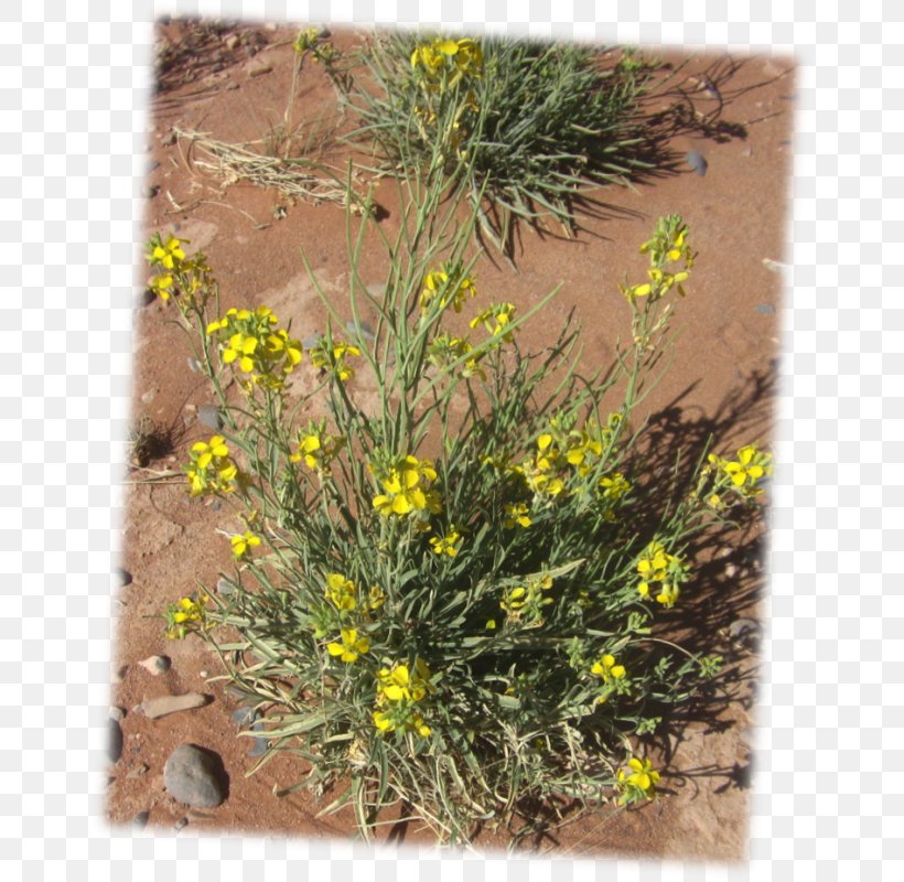 Physaria Fendleri Plants Seed Desert Marigold, PNG, 659x800px, Plants, Baileya, Crop, Flora, Flower Download Free