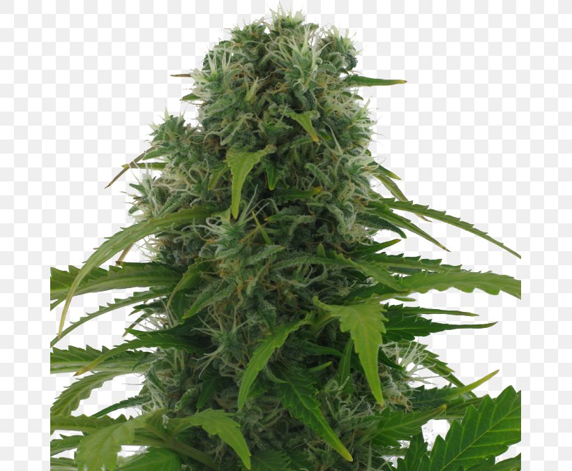 Autoflowering Cannabis Afghanistan Kush Cannabis Sativa Seed, PNG, 675x675px, Autoflowering Cannabis, Afghanistan, Cannabidiol, Cannabis, Cannabis Sativa Download Free