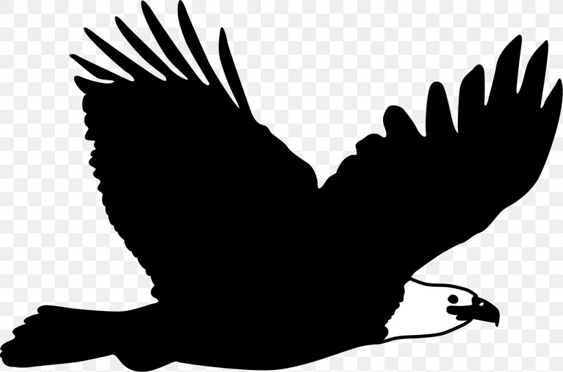 Bald Eagle Flight Bird, PNG, 1716x1135px, Bald Eagle, Beak, Bird, Bird Of Prey, Black And White Download Free