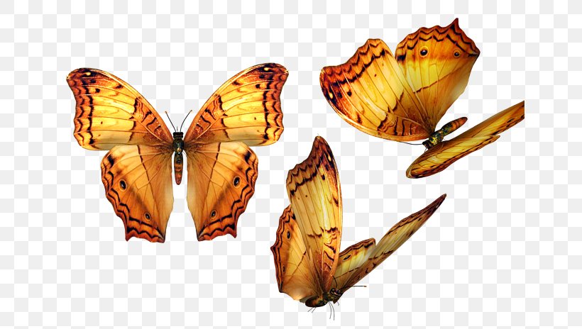 Butterfly Software Clip Art, PNG, 658x464px, Butterfly, Animal, Arthropod, Brush Footed Butterfly, Butterflies And Moths Download Free