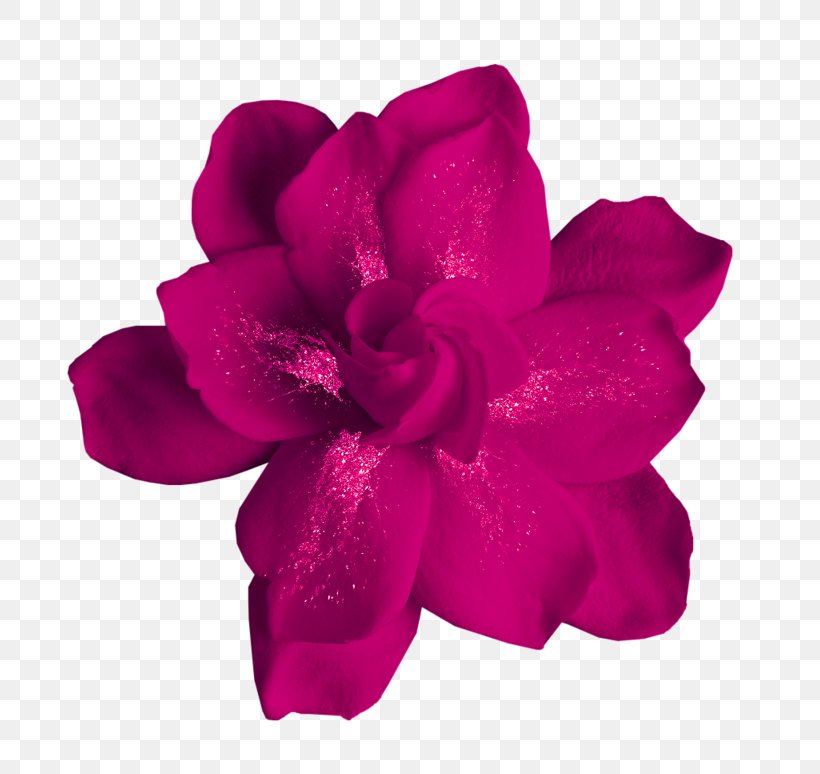 Flower Moutan Peony Clip Art, PNG, 800x774px, Flower, Azalea, Blog, Cut Flowers, Data Download Free