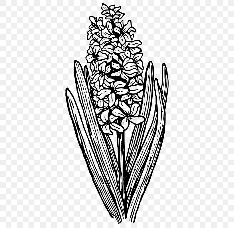 Hyacinth Clip Art, PNG, 382x800px, Hyacinth, Art, Artwork, Black And White, Branch Download Free