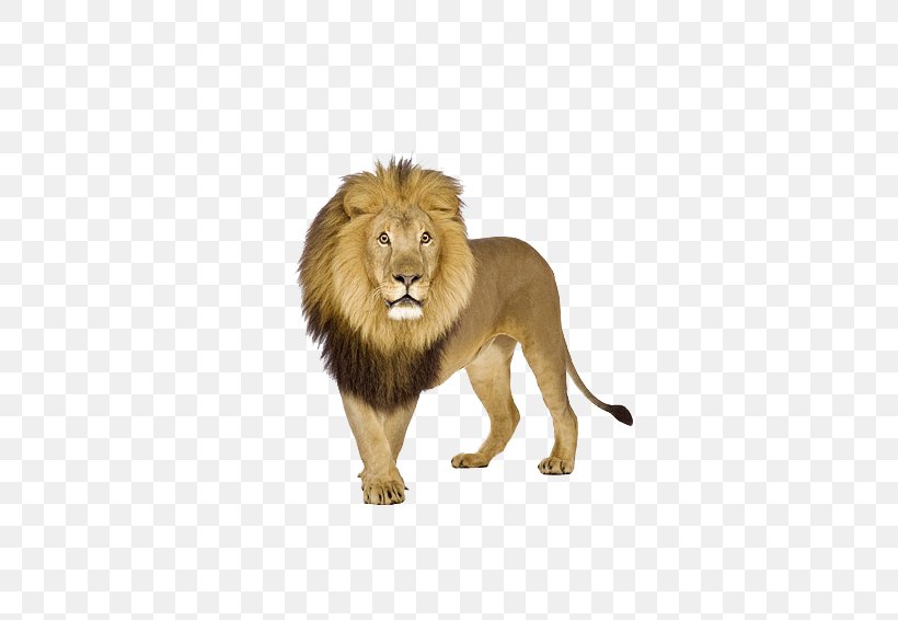 Lion Tiger Stock.xchng, PNG, 630x566px, Lion, Big Cats, Carnivoran, Cat Like Mammal, Mammal Download Free