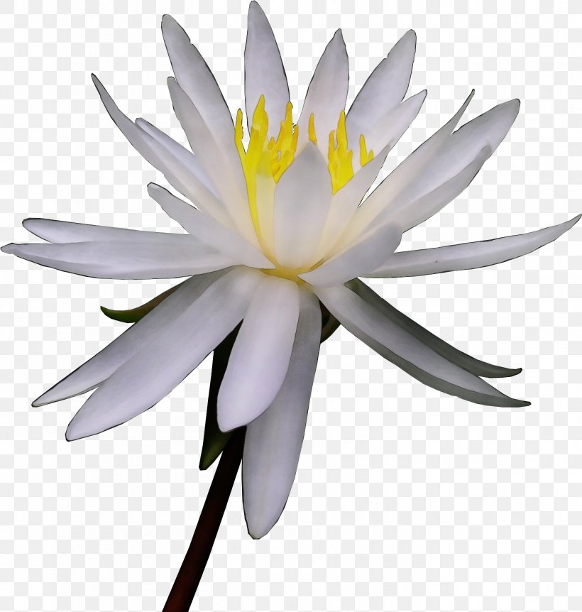 White Lily Flower, PNG, 1402x1474px, Watercolor, Aquatic Plant, Botany, Chinese Painting, Drawing Download Free