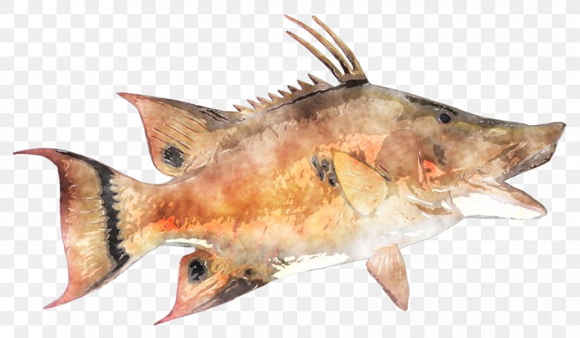 Fish Products Oily Fish Perch Marine Biology, PNG, 1170x683px, Fish, Animal Source Foods, Biology, Fauna, Fin Download Free