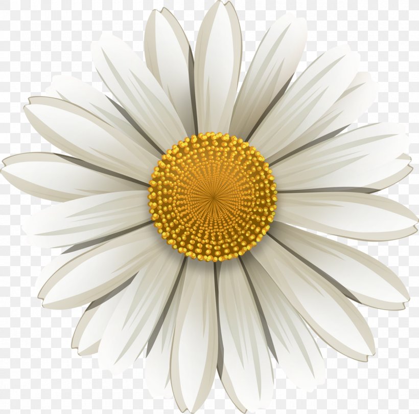 Matricaria Flower, PNG, 1200x1184px, Matricaria, Chamomile, Computer Software, Cut Flowers, Daisy Download Free