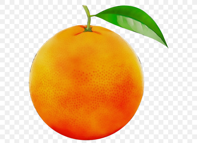 Orange, PNG, 600x596px, Watercolor, Acid, Bitter Orange, Blood Orange, Citric Acid Download Free