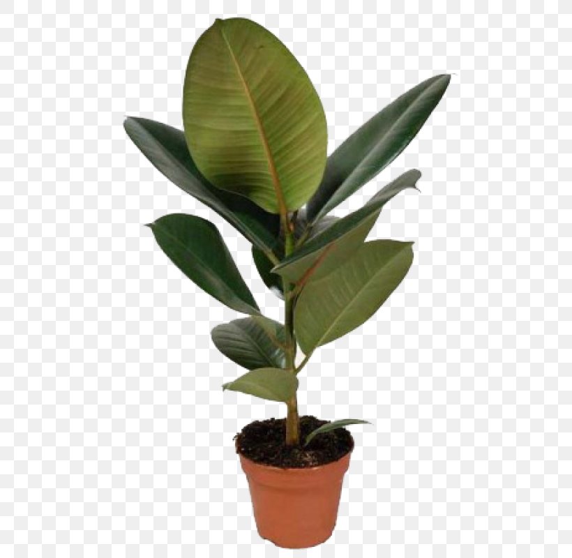 Rubber Fig Houseplant Weeping Fig Plants Stock Photography, PNG, 800x800px, Rubber Fig, Bay Leaf, Fig Trees, Flower, Flowering Plant Download Free