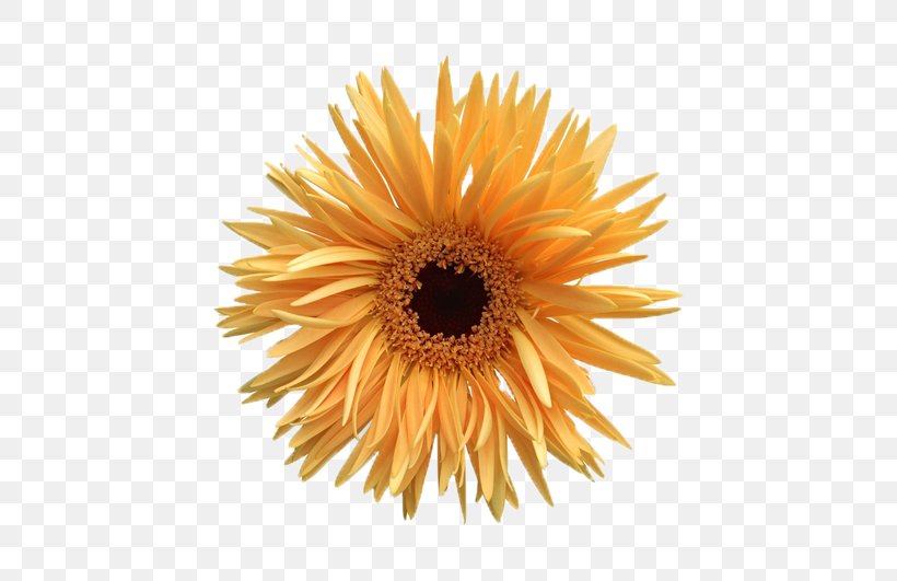 Animation, PNG, 531x531px, Animation, Calendula, Chrysanths, Computer Graphics, Cut Flowers Download Free