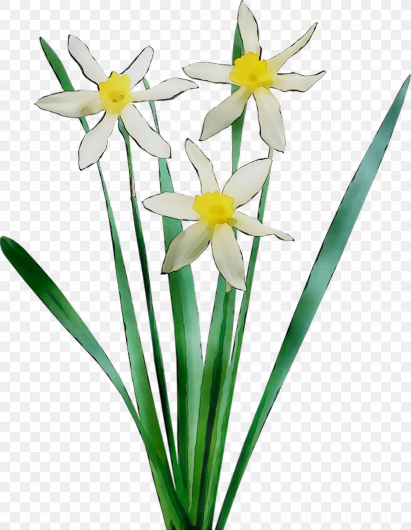 Floristry Cut Flowers Plant Stem Petal Narcissus, PNG, 1115x1435px, Floristry, Amaryllis Family, Cut Flowers, Flower, Flowering Plant Download Free