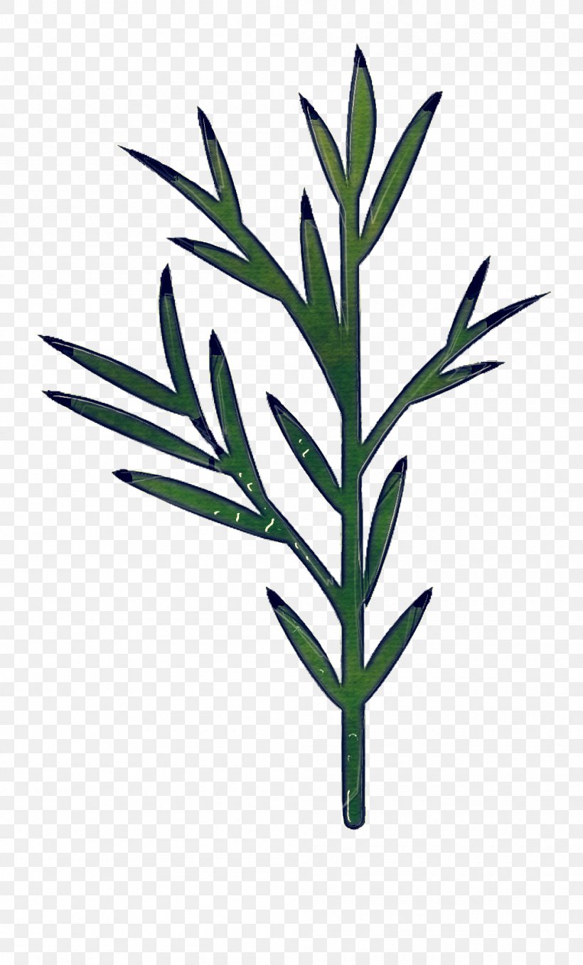 Rosemary, PNG, 1000x1657px, Plant, Flower, Flowering Plant, Grass, Grass Family Download Free