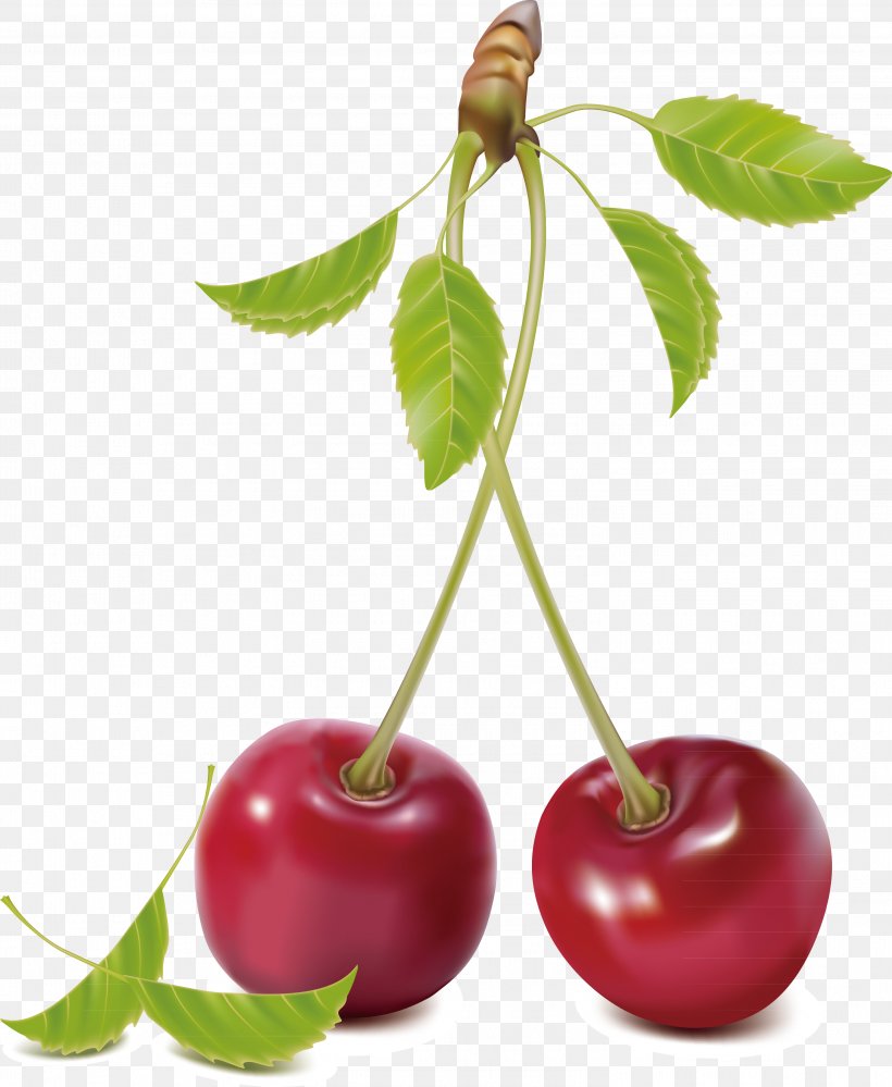 Cherry Royalty-free Clip Art, PNG, 2995x3651px, Cherry, Acerola, Apple, Berry, Blossom Download Free