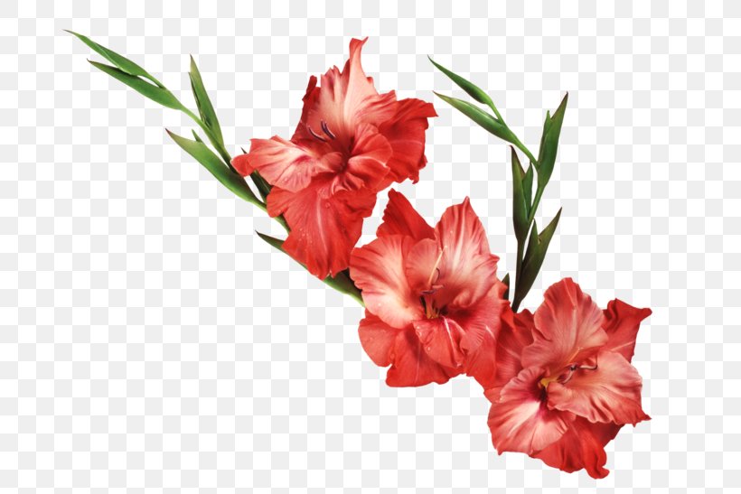 Desktop Wallpaper Gladiolus Drawing Clip Art, PNG, 700x547px, Gladiolus, Art, Carnation, Color, Computer Download Free