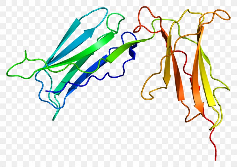 Killer-cell Immunoglobulin-like Receptor KIR2DL1 Protein Immunoglobulin Domain KIR2DS4, PNG, 959x680px, Protein, Antibody, Area, Art, Artwork Download Free